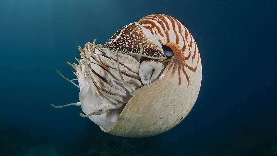Nhuyễn thể Nautilus pompilius trôi nổi trên đại dương. Ốc anh vũ là 'hóa thạch sống' lâu đời nhất trên Trái đất có niên đại hàng trăm triệu năm. (Ảnh: Aleksei Permikov/Getty Images)