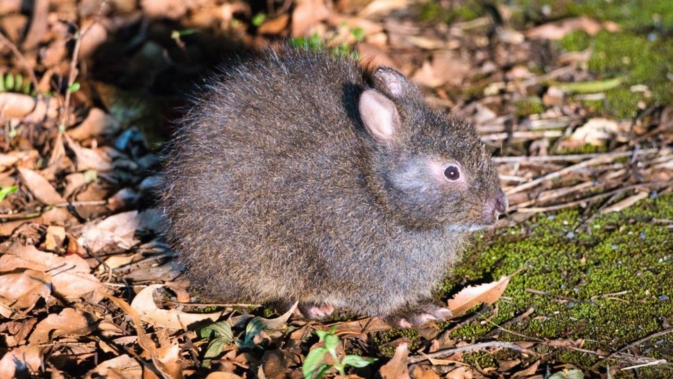 Một con thỏ amami ngồi trên nền rừng được bao quanh bởi những chiếc lá và rêu chết. Thỏ Amami vẫn giữ được những nét nguyên thủy thường thấy ở những loài sống cách đây hàng trăm nghìn năm. (Ảnh: TokioMarineLife/Getty Images)