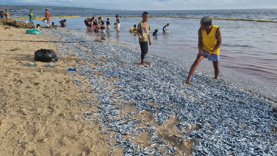 Phần lớn cá mòi mắc cạn là cá con. (Ảnh: Cirilo Aguadera Lagnason Jr.)