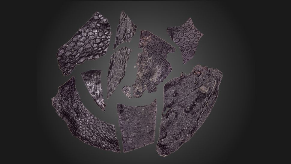 Da hóa thạch của sinh vật 290 triệu năm tuổi. (Ảnh: Current Biology Mooney et al)