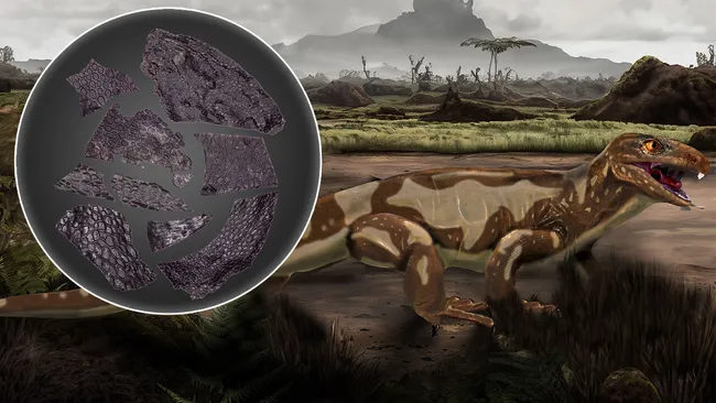 (Ảnh: Artist impression (Michael deBraga) and skin fossil image (Current Biology Mooney et al)) (Ảnh: Artist impression (Michael deBraga) and skin fossil image (Current Biology Mooney et al))