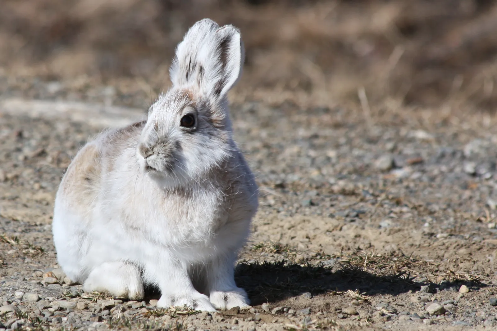 Thỏ tuyết (Lepus Americanus). Ảnh: Robb Hannawacker