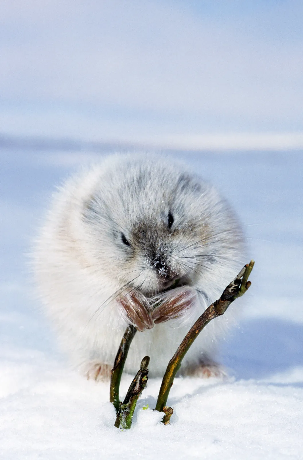 Chuột Lemming Bắc Cực (Dicrostonyx torquatus), Bán đảo Taymyr, Siberia, Nga. Ảnh: Andrey Zvoznikov/SuperStock