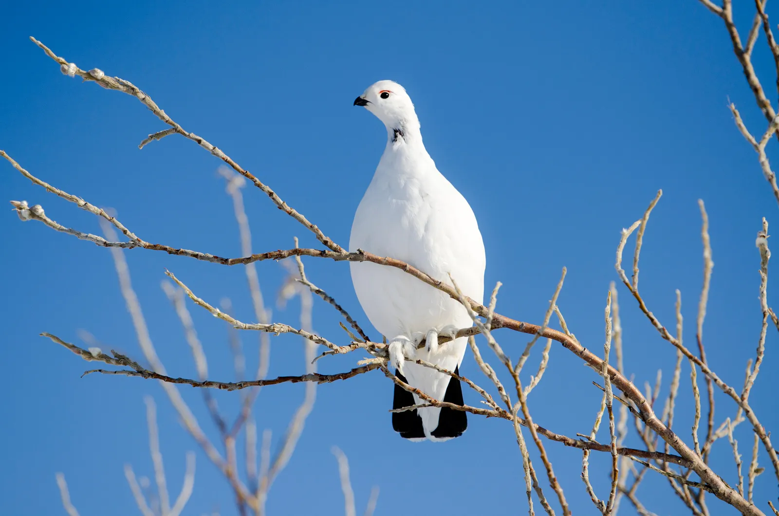 Chim ptarmigan (Lagopus lagopus). Ảnh: NPS/Katie Thoresen