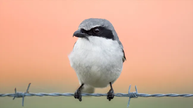 Loggerhead shrike thường xuyên xiên con mồi vào dây thép gai. (Ảnh: ps50ace/getty) Loggerhead shrike thường xuyên xiên con mồi vào dây thép gai. (Ảnh: ps50ace/getty)