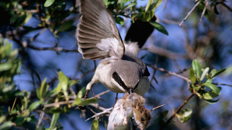 Một con Loggerhead shrike kêu lên sau khi đâm một con chuột vào một cành cây sắc nhọn. (Ảnh: All Canada Photos / Alamy Stock Photo)