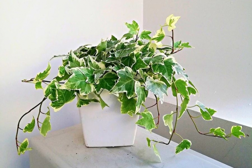 4 loại cây nên trồng trong nhà vào mùa đông vừa may mắn lại ngăn ngừa ẩm mốc - Ảnh 1 4 loại cây nên trồng trong nhà vào mùa đông vừa may mắn lại ngăn ngừa ẩm mốc - Ảnh 1