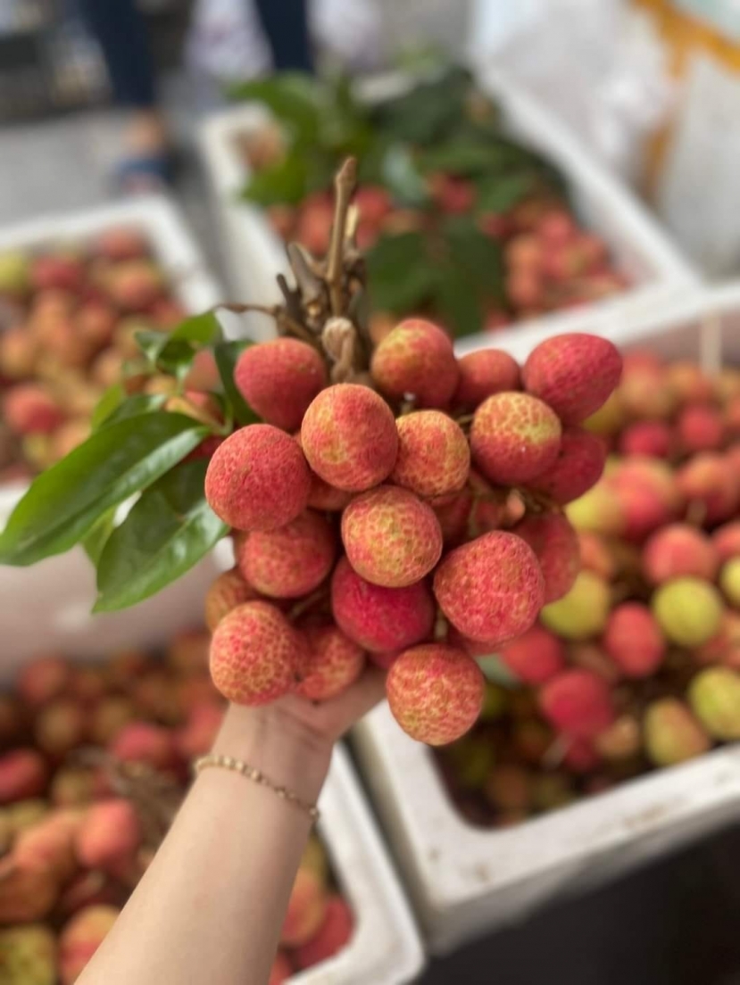Nắm vững 4 bí quyết sau đây để thoải mái ăn vải không lo bị nóng - Ảnh 1 Nắm vững 4 bí quyết sau đây để thoải mái ăn vải không lo bị nóng - Ảnh 1