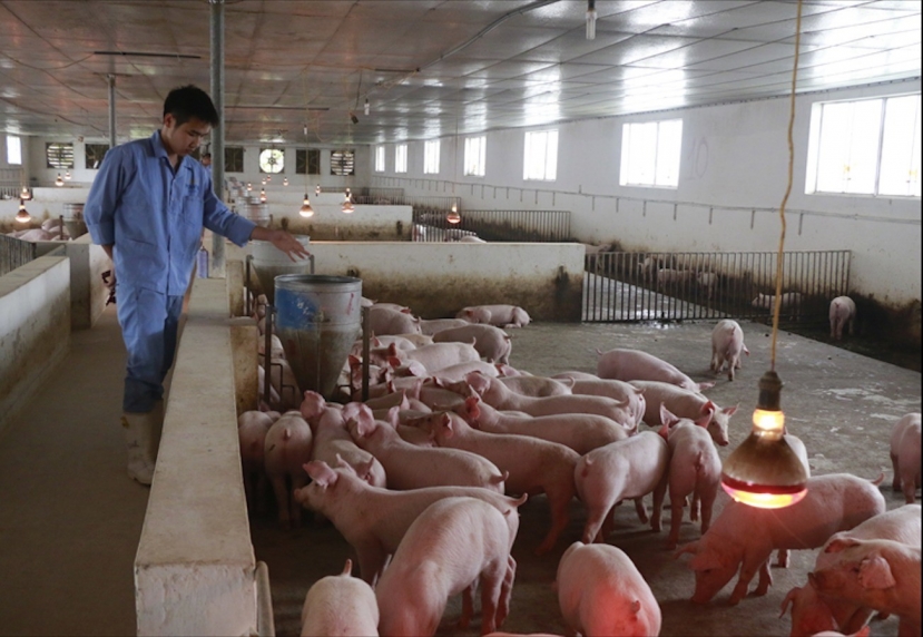 Giá heo hơi hôm nay 13/6: Thị trường bình chân, không có quá nhiều biển động - Ảnh 1 Giá heo hơi hôm nay 13/6: Thị trường bình chân, không có quá nhiều biển động - Ảnh 1