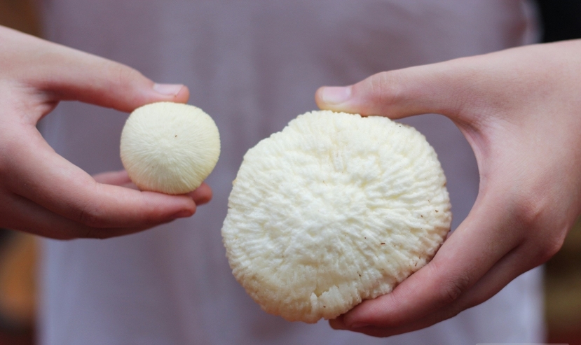 Không chỉ bổ sung vitamin, chất xơ, mộng dừa còn bổ sung các khoáng chất quan trọng cho cơ thể như canxi, magie, axit lauric,.... để giúp cơ thể có sức đề kháng. Không chỉ bổ sung vitamin, chất xơ, mộng dừa còn bổ sung các khoáng chất quan trọng cho cơ thể như canxi, magie, axit lauric,.... để giúp cơ thể có sức đề kháng.