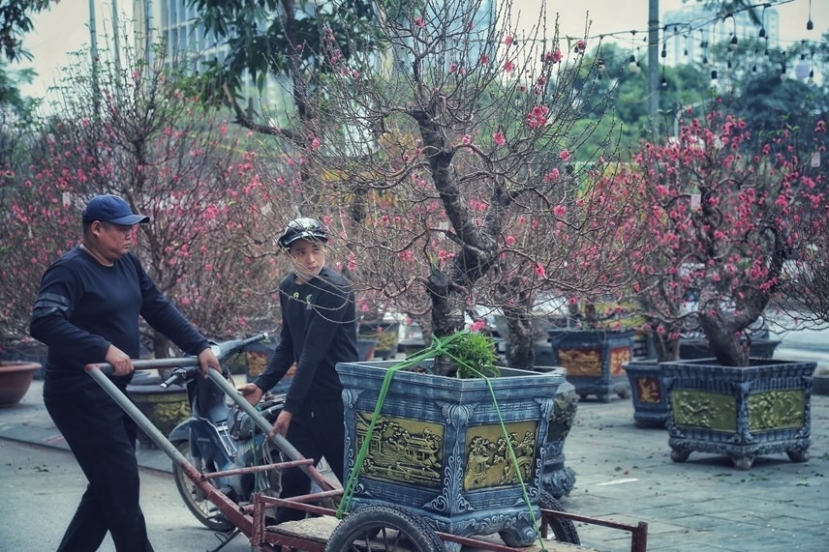 Mỗi dịp Tết đến Xuân về, nhiều người yêu thích lựa chọn một cành đào, một gốc đào thật đẹp để chưng trong nhà. Ảnh: ĐĐK Mỗi dịp Tết đến Xuân về, nhiều người yêu thích lựa chọn một cành đào, một gốc đào thật đẹp để chưng trong nhà. Ảnh: ĐĐK