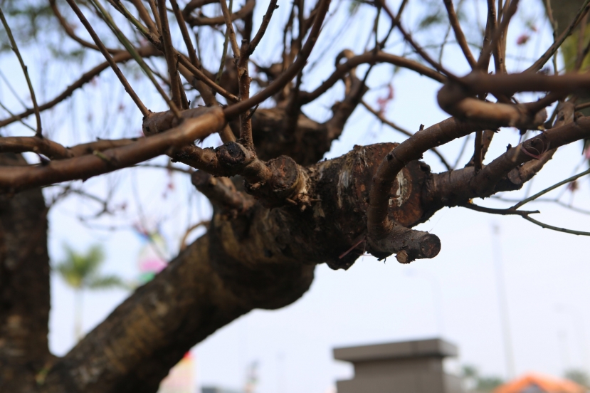 Đào khủng xuống phố chờ “đại gia” rước về chưng Tết - Ảnh 1 Đào khủng xuống phố chờ “đại gia” rước về chưng Tết - Ảnh 1