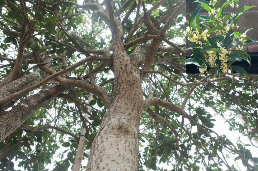 Rễ cây mộc hương chứa nhiều hoạt chất có tác dụng giảm sưng và tấy đỏ bên trong. Một số thành phần được tìm thấy trong rễ mộc hương có thể giúp giảm bớt phần nào các triệu chứng viêm khớp. Rễ cây mộc hương chứa nhiều hoạt chất có tác dụng giảm sưng và tấy đỏ bên trong. Một số thành phần được tìm thấy trong rễ mộc hương có thể giúp giảm bớt phần nào các triệu chứng viêm khớp.