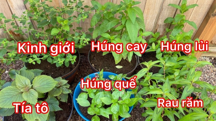 Các loại rau thơm, thảo mộc có tác dụng chống viêm, giảm đau và hỗ trợ điều trị viêm đau khớp. Các loại rau thơm, thảo mộc có tác dụng chống viêm, giảm đau và hỗ trợ điều trị viêm đau khớp.
