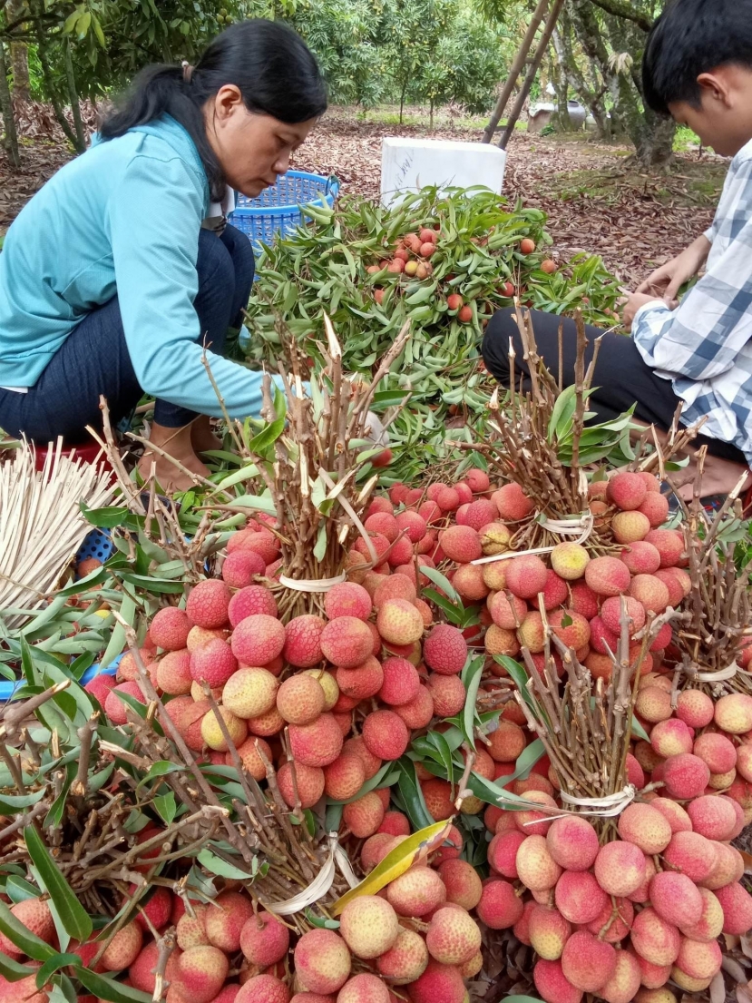 Vải thiều rất nhiều công dụng, nhưng nhóm người này không nên ăn vô tội vạ - Ảnh 1 Vải thiều rất nhiều công dụng, nhưng nhóm người này không nên ăn vô tội vạ - Ảnh 1