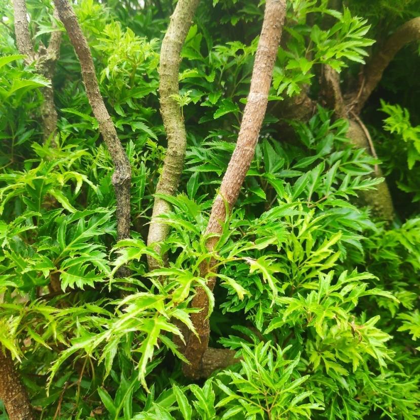 Đinh lăng có một số tác dụng dược lý như tăng cường hệ miễn dịch của cơ thể, cải thiện khả năng sinh sản của nam giới, chống mệt mỏi, bồi bổ, tăng cường ăn ngon, ngủ ngon, tăng khả năng lao động, tăng cân, giải độc. Đinh lăng có một số tác dụng dược lý như tăng cường hệ miễn dịch của cơ thể, cải thiện khả năng sinh sản của nam giới, chống mệt mỏi, bồi bổ, tăng cường ăn ngon, ngủ ngon, tăng khả năng lao động, tăng cân, giải độc.