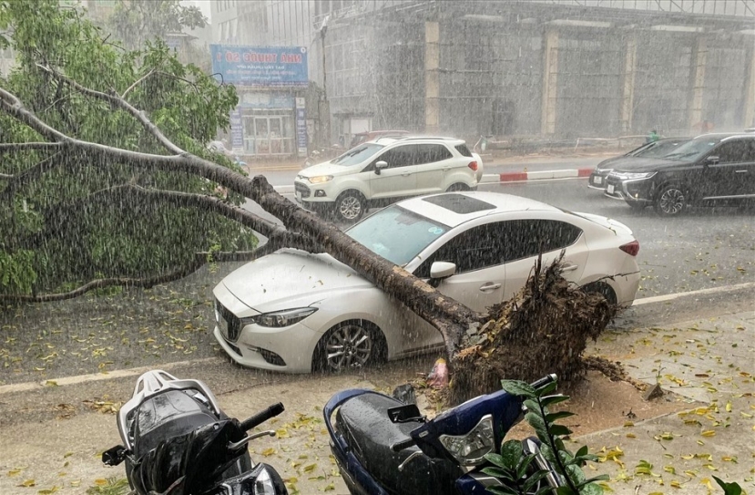 Hà Nội đang trong mùa mưa, nhiều trường hợp giông lốc, đổ cây gây thiệt hại cho chủ xe Hà Nội đang trong mùa mưa, nhiều trường hợp giông lốc, đổ cây gây thiệt hại cho chủ xe