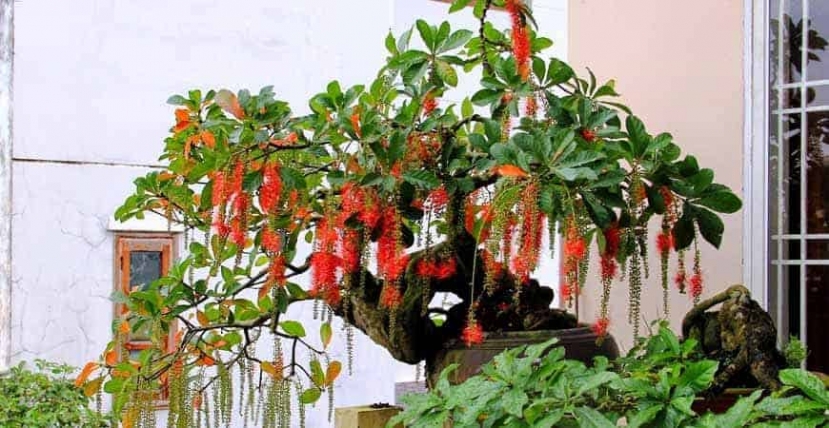 3 loại cây trồng càng lâu càng giàu, cây số 1 nhiều nhà hiếm muộn phải thử liền - Ảnh 1 3 loại cây trồng càng lâu càng giàu, cây số 1 nhiều nhà hiếm muộn phải thử liền - Ảnh 1