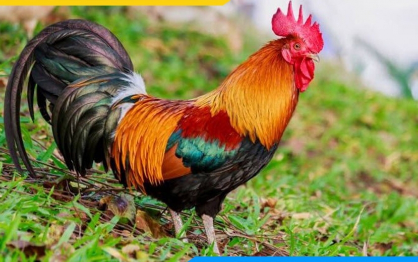 Được che chở: 3 con giáp dưới đây qua đêm nay vận trình sẽ rộng mở, tiền bạc ùn ùn kéo tới - Ảnh 3 Được che chở: 3 con giáp dưới đây qua đêm nay vận trình sẽ rộng mở, tiền bạc ùn ùn kéo tới - Ảnh 3