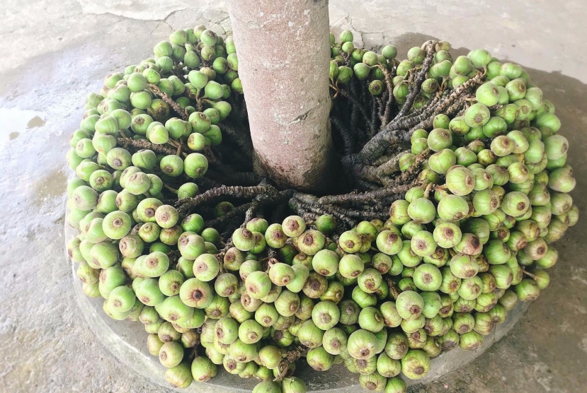 Loại quả rẻ này cho không ai lấy: Dùng để chữa bệnh từ 6000 năm trước, công dụng và loạt bài thuốc ít biết - Ảnh 4 Loại quả rẻ này cho không ai lấy: Dùng để chữa bệnh từ 6000 năm trước, công dụng và loạt bài thuốc ít biết - Ảnh 4