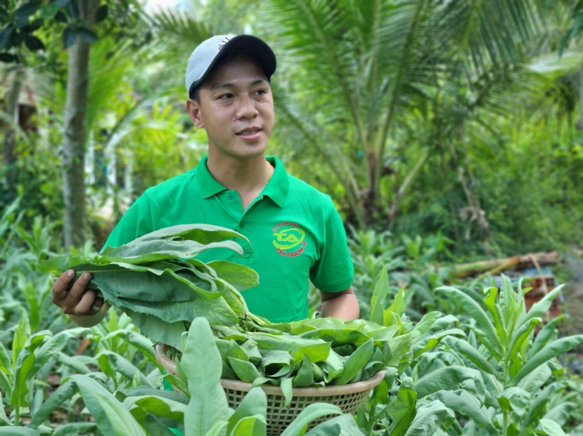 Cây bồ công anh: Dược liệu quý, công dụng cực lớn nhưng nhóm đối tượng này tuyệt đối cấm kỵ, tránh rước họa thân - Ảnh 2 Cây bồ công anh: Dược liệu quý, công dụng cực lớn nhưng nhóm đối tượng này tuyệt đối cấm kỵ, tránh rước họa thân - Ảnh 2