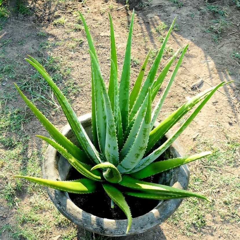 Mách bạn 7 loại cây quen thuộc, giúp thanh lọc không khí trong nhà: Rẻ mà chất - Ảnh 2 Mách bạn 7 loại cây quen thuộc, giúp thanh lọc không khí trong nhà: Rẻ mà chất - Ảnh 2