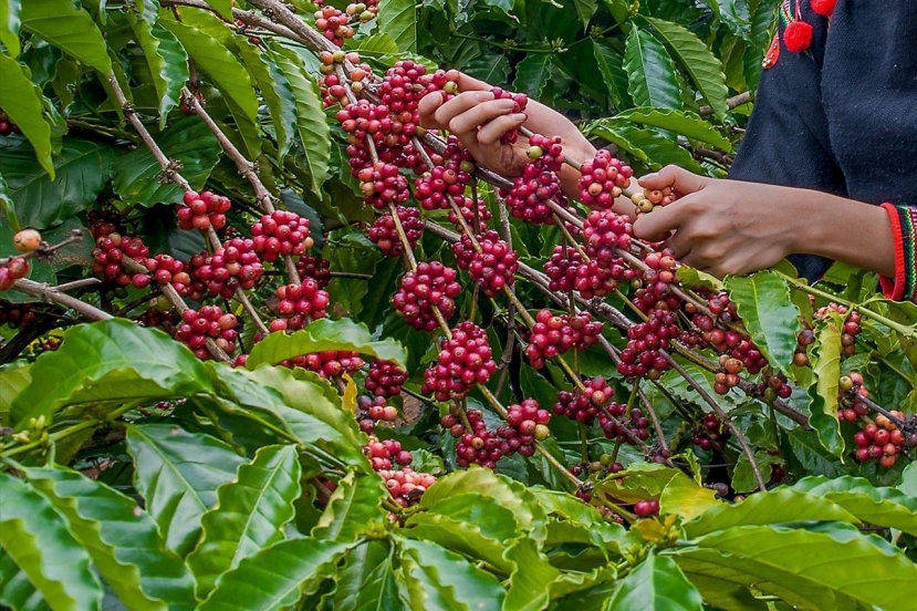 Cập nhật Giá cả thị trường cafe mới nhất hôm nay 10/7/2023. Ảnh: Internet. Cập nhật Giá cả thị trường cafe mới nhất hôm nay 10/7/2023. Ảnh: Internet.