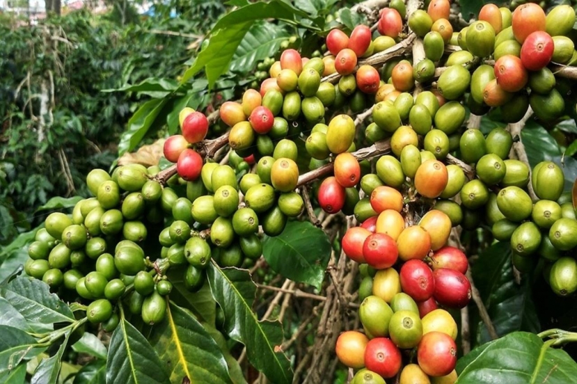 Cập nhật Giá cả thị trường cafe mới nhất hôm nay 13/7/2023. Ảnh: Internet. Cập nhật Giá cả thị trường cafe mới nhất hôm nay 13/7/2023. Ảnh: Internet.