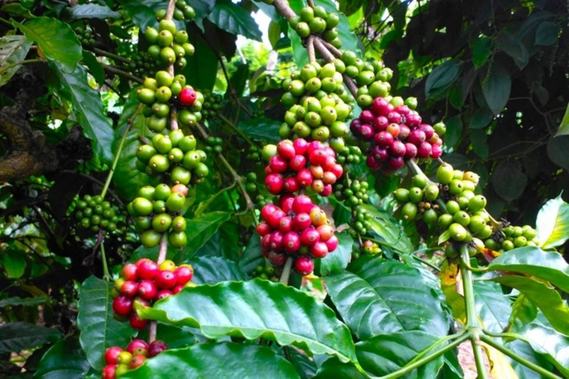 Cập nhật Giá cả thị trường cafe mới nhất hôm nay 14/7/2023. Ảnh: Internet. Cập nhật Giá cả thị trường cafe mới nhất hôm nay 14/7/2023. Ảnh: Internet.