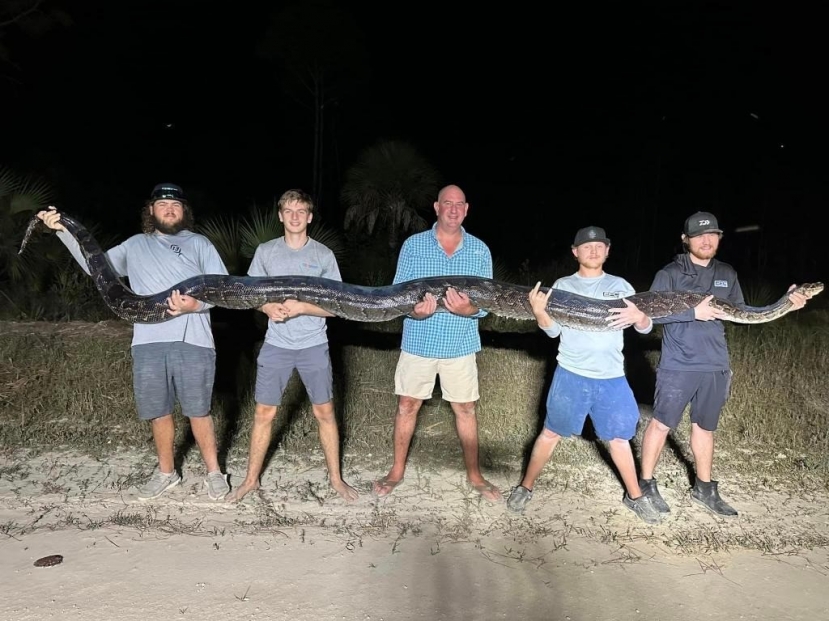 Những người thợ săn trăn ở Florida tạo dáng bên con trăn Miến Điện. Ảnh: Mike Elfenbein Những người thợ săn trăn ở Florida tạo dáng bên con trăn Miến Điện. Ảnh: Mike Elfenbein