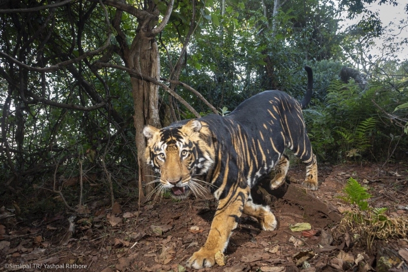 Ảnh chụp con hổ đen được tìm thấy ở Odisha. Ảnh: ParveenKaswan - Sở Lâm nghiệp Ấn Độ Indian Forest Service (IFS). Ảnh chụp con hổ đen được tìm thấy ở Odisha. Ảnh: ParveenKaswan - Sở Lâm nghiệp Ấn Độ Indian Forest Service (IFS).