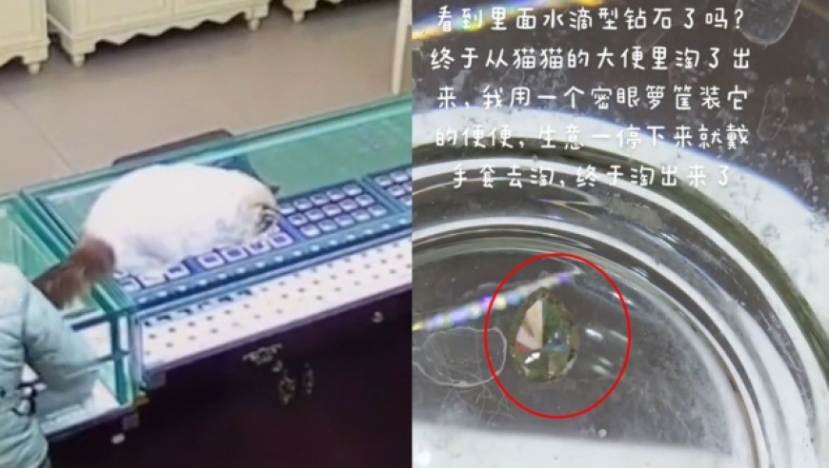 Chú mèo cưng vô tình nuốt viên kim cương trị giá hàng trăm triệu của chủ nhân. Ảnh Internet. Chú mèo cưng vô tình nuốt viên kim cương trị giá hàng trăm triệu của chủ nhân. Ảnh Internet.
