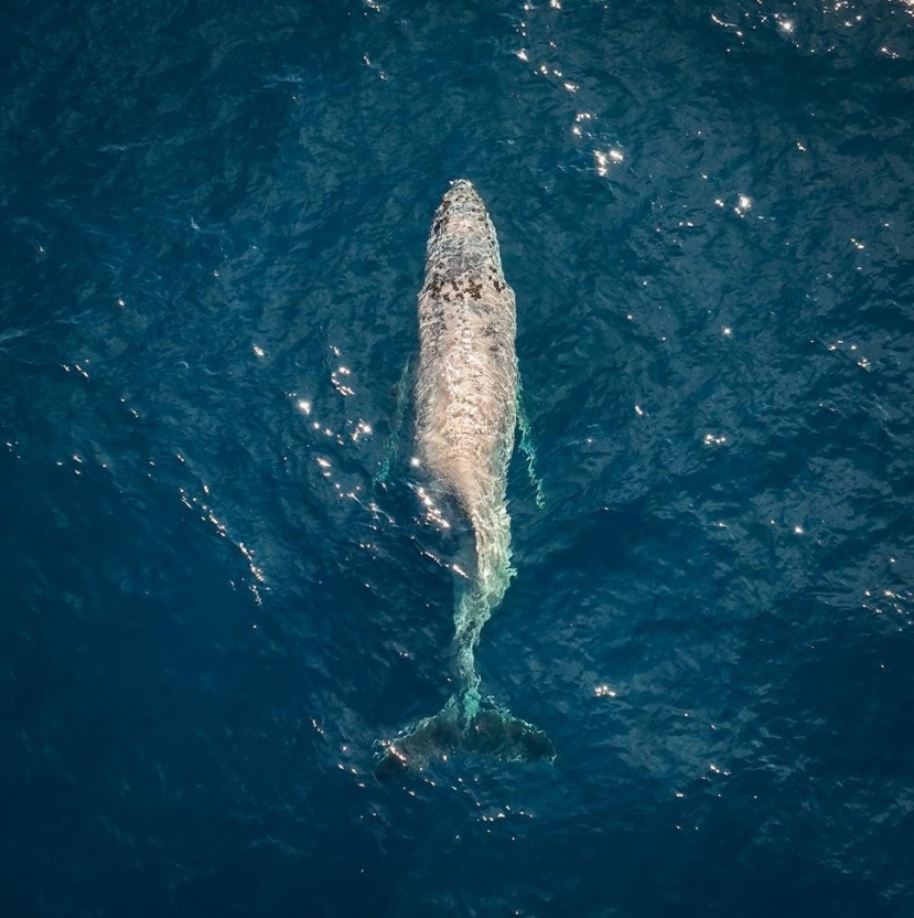 Cá voi lưng gù (Megaptera novaeangliae) bị gãy lưng được phát hiện ngoài khơi bờ biển Mexico. Ảnh: Alexander Schmidt. Cá voi lưng gù (Megaptera novaeangliae) bị gãy lưng được phát hiện ngoài khơi bờ biển Mexico. Ảnh: Alexander Schmidt.