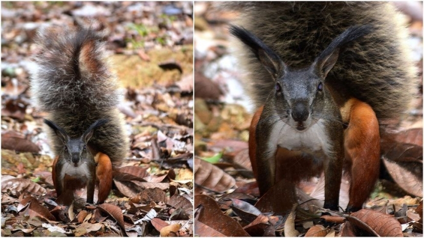 Sóc ma cà rồng Rheithrosciurus macrotis sở hữu một trong những chiếc đuôi to nhất so với kích thước cơ thể trong số tất cả các loài động vật có vú. (Ảnh: James Armstrong qua Alamy). Sóc ma cà rồng Rheithrosciurus macrotis sở hữu một trong những chiếc đuôi to nhất so với kích thước cơ thể trong số tất cả các loài động vật có vú. (Ảnh: James Armstrong qua Alamy).