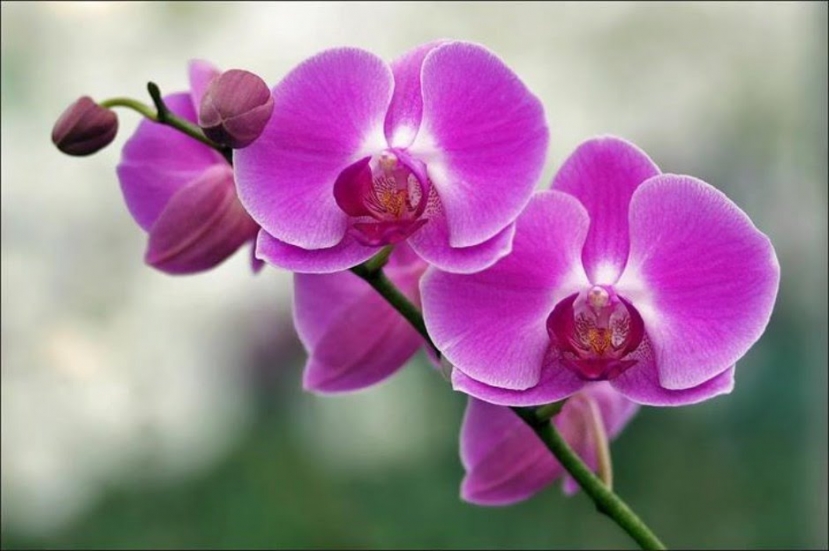 Kiêng kỵ đặt hoa phong lan lên bàn thờ cúng ông Công ông Táo. Ảnh: Internet Kiêng kỵ đặt hoa phong lan lên bàn thờ cúng ông Công ông Táo. Ảnh: Internet