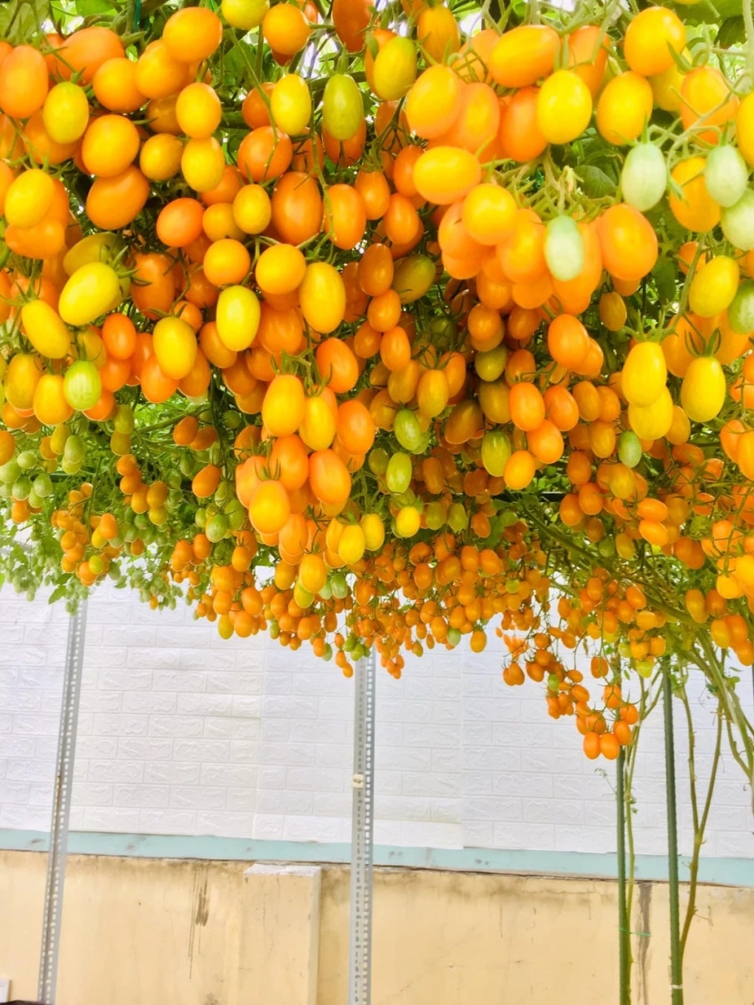 Hình ảnh giàn cà chua sai như chùm nho 'thi nhau' chín được chia sẻ trên mạng xã hội cũng khiến dân mạng không ngừng cảm thán. Ảnh: FB Hình ảnh giàn cà chua sai như chùm nho 'thi nhau' chín được chia sẻ trên mạng xã hội cũng khiến dân mạng không ngừng cảm thán. Ảnh: FB