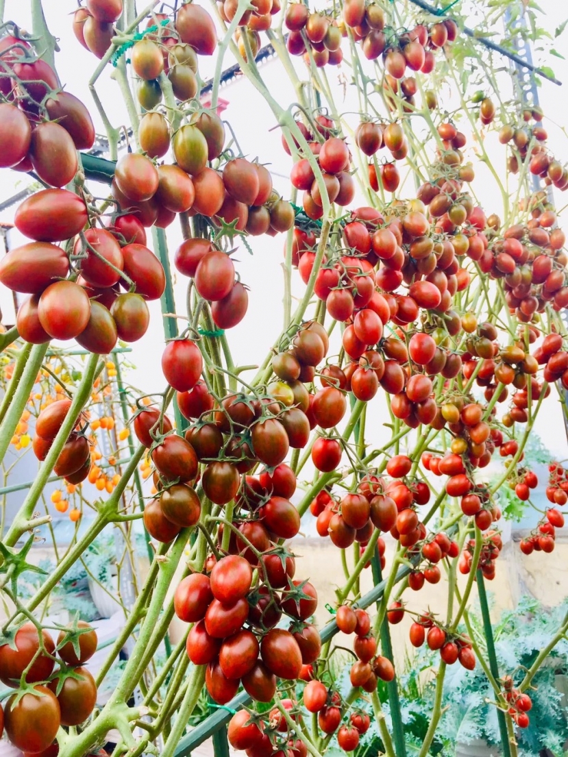 Giàn cà chua trên sân thượng chín đồng loạt cả nghìn quả khiến dân tình 'chỉ biết ước' - Ảnh 1 Giàn cà chua trên sân thượng chín đồng loạt cả nghìn quả khiến dân tình 'chỉ biết ước' - Ảnh 1