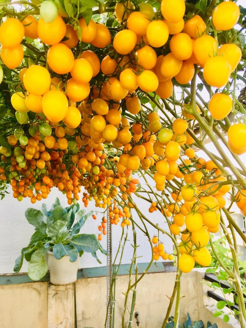 Dân tình chỉ biết ước khi nhìn hình ảnh giàn cà chua tươi ngon này. Dân tình chỉ biết ước khi nhìn hình ảnh giàn cà chua tươi ngon này.