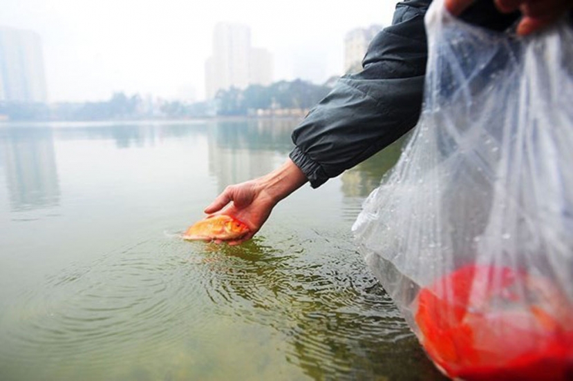 Lưu ý nhẹ nhàng và bảo vệ môi trường khi thả cá chép ngày 23 tháng Chạp Lưu ý nhẹ nhàng và bảo vệ môi trường khi thả cá chép ngày 23 tháng Chạp