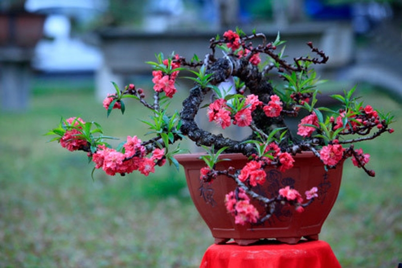 Cách giữ hoa đào tươi lâu, nhiều lộc trong ngày Tết Nguyên đán - Ảnh 2 Cách giữ hoa đào tươi lâu, nhiều lộc trong ngày Tết Nguyên đán - Ảnh 2