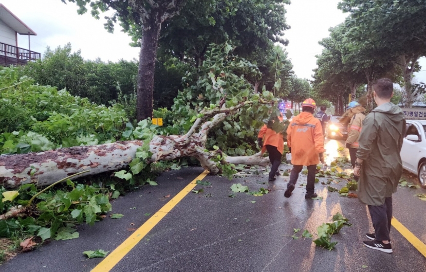 Một cây lớn bị bão quật ngã ở Cheongju. Ảnh: Koreaherald Một cây lớn bị bão quật ngã ở Cheongju. Ảnh: Koreaherald