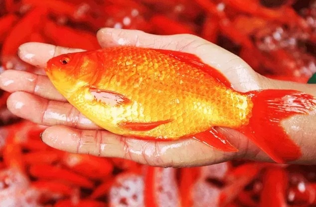 Bí quyết chọn cá chép khỏe đẹp để cúng ông Công ông Táo - Ảnh 1 Bí quyết chọn cá chép khỏe đẹp để cúng ông Công ông Táo - Ảnh 1