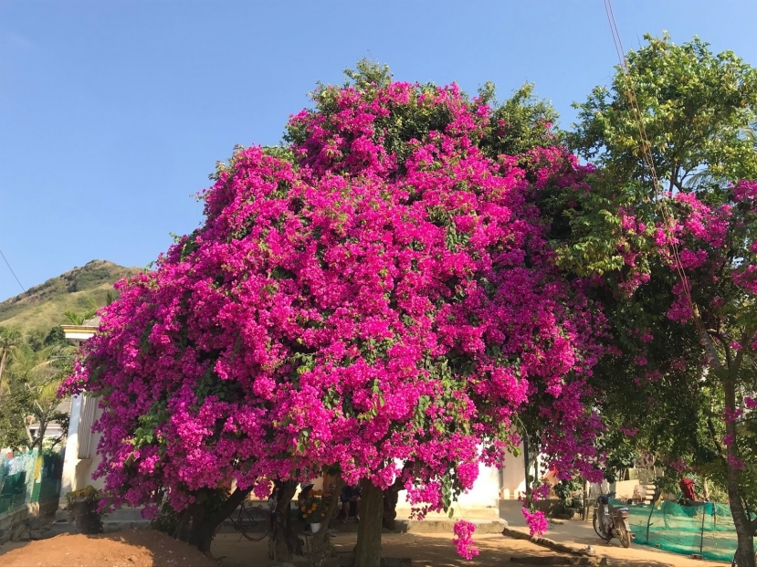 Một cây hoa giấy khổng lồ, nở đẹp rực rỡ vô cùng hút mắt. Một cây hoa giấy khổng lồ, nở đẹp rực rỡ vô cùng hút mắt.