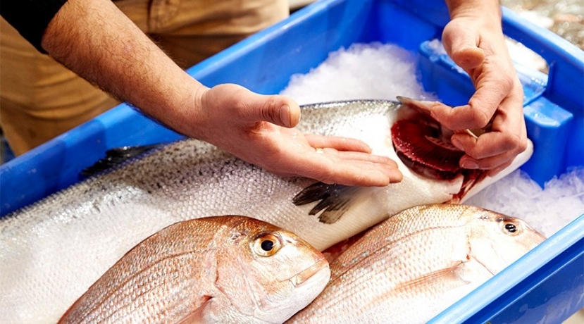 Cá tươi thì mang phải đỏ sáng, nếu chuyển sang màu nâu hay đen thì cá đã ươn. Cá tươi thì mang phải đỏ sáng, nếu chuyển sang màu nâu hay đen thì cá đã ươn.