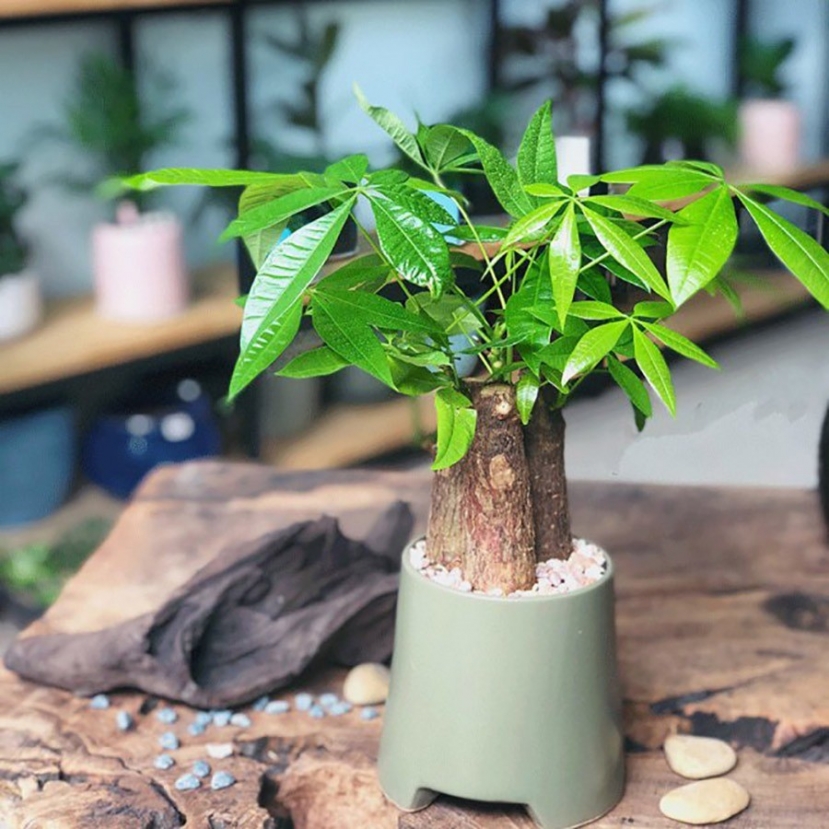 Cây kim ngân còn có tác dụng thay đổi phong thủy của ngôi nhà, mang lại may mắn cho gia chủ. Ảnh minh họa: Internet Cây kim ngân còn có tác dụng thay đổi phong thủy của ngôi nhà, mang lại may mắn cho gia chủ. Ảnh minh họa: Internet