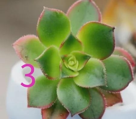 Cây số 3 Cây số 3