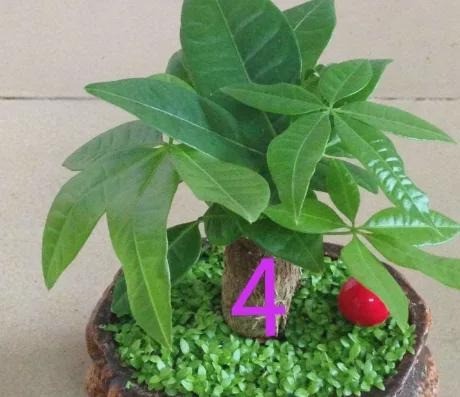 Cây số 4 Cây số 4