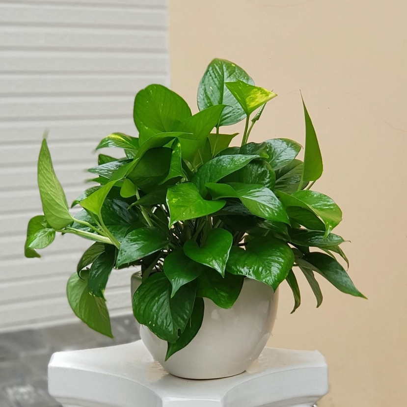 Những cây xanh tán lớn như thế này đặt trong phòng ngủ vừa giúp thanh lọc không khí, lại vừa chiêu tài. Ảnh minh họa: Internet Những cây xanh tán lớn như thế này đặt trong phòng ngủ vừa giúp thanh lọc không khí, lại vừa chiêu tài. Ảnh minh họa: Internet