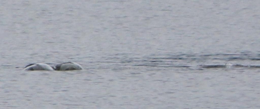 Một thợ săn quái vật hồ Loch Ness nhận định đây là những bức ảnh thú vị nhất ông từng thấy. Ảnh: Chie Kelly Một thợ săn quái vật hồ Loch Ness nhận định đây là những bức ảnh thú vị nhất ông từng thấy. Ảnh: Chie Kelly
