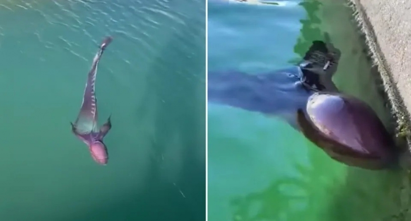 Đoạn video đáng kinh ngạc về con bạch tuộc chăn bơi trên bề mặt đại dương đã được lan truyền rộng rãi. Nguồn: Facebook Đoạn video đáng kinh ngạc về con bạch tuộc chăn bơi trên bề mặt đại dương đã được lan truyền rộng rãi. Nguồn: Facebook